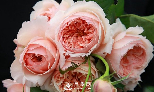 盆栽藤本月季怎么施肥，以下技巧來學習吧(圖1)