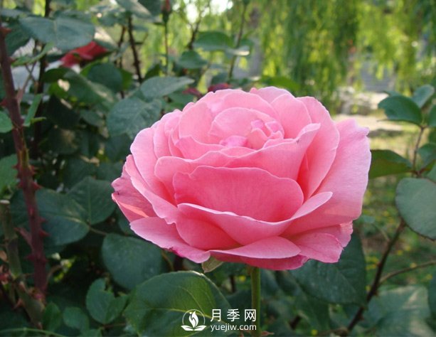 月季梅雨季易有黑斑病，該怎么養(yǎng)護(hù)呢？(圖1)