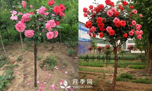 南陽樹狀月季基地提醒，盡量別在網(wǎng)上購月季樹了(圖1)