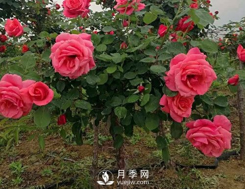 月季花扦插生根慢？月季網(wǎng)教你快速生根法！(圖1)