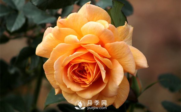 盆栽月季樹插穗、新栽苗、生長期如何修剪？(圖1)