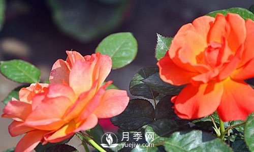 南陽大花月季在種植時(shí)要注意哪些問題呢？(圖1)