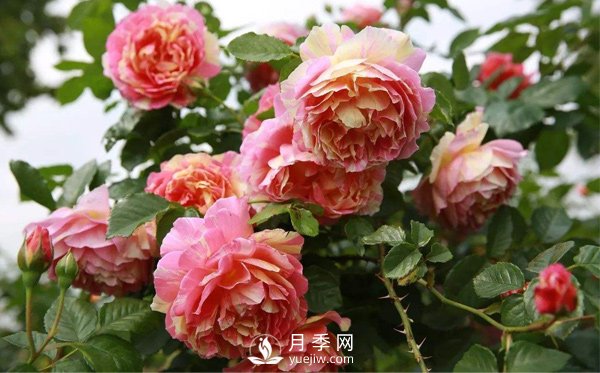 月季該如何栽培管理，養(yǎng)殖方法又是什么呢？(圖1)