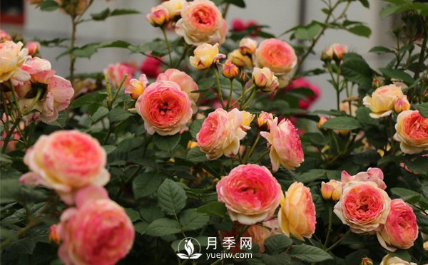 月季網(wǎng)教你不同時(shí)期的月季都有哪些修剪方式？(圖1)