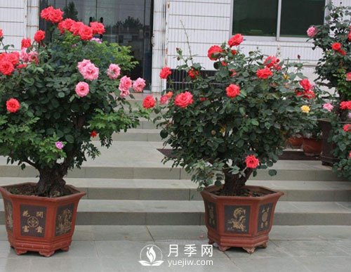 如何讓盆栽月季植株大，枝頭多，開(kāi)滿盆常開(kāi)不敗？(圖1)