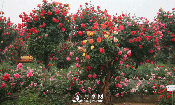 怎樣有效的防治園林月季樹黑斑病害？(圖1)