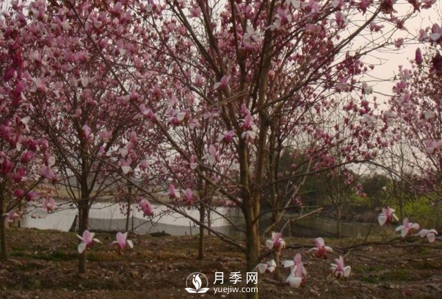 玉蘭樹幼苗移栽后要怎樣管理？(圖1)