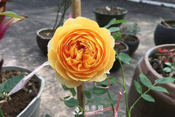 盆栽月季樹養(yǎng)植常見問題有哪些？(圖1)