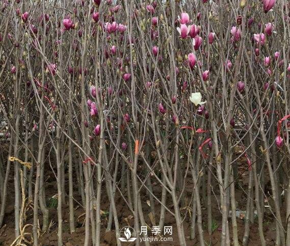 紅玉蘭樹(shù)的病害防治要怎么做？(圖1)
