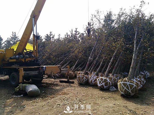 大規(guī)格苗木裝運(yùn)技巧，移植技術(shù)有哪些技巧？(圖1)