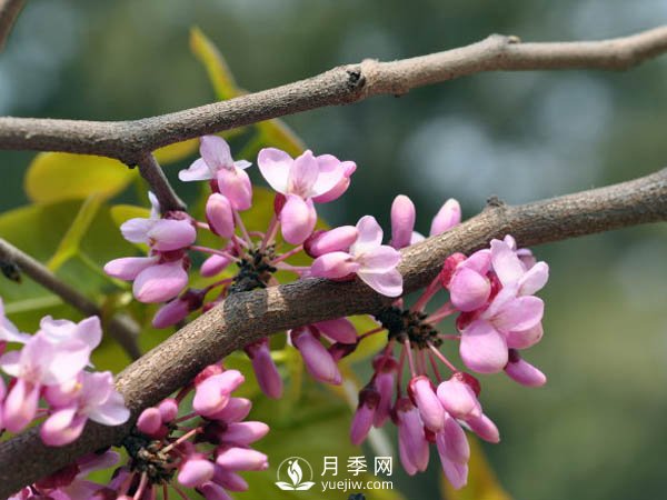 為何巨紫荊價(jià)格不菲，銷量卻很樂觀？(圖1)