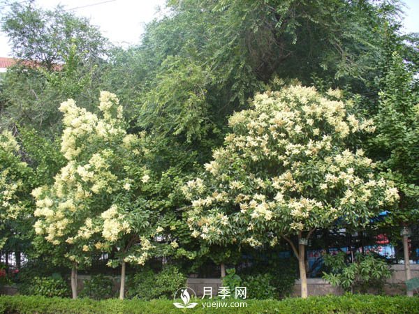 大葉女貞為何成為很多城市行道樹的首選？(圖1)