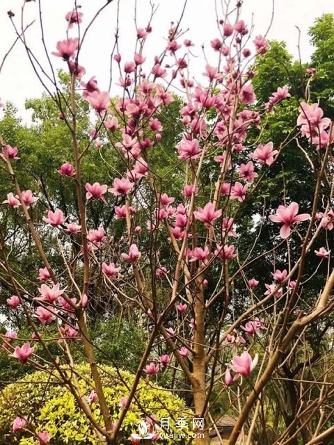 二喬玉蘭花有何作用與功效？(圖1)