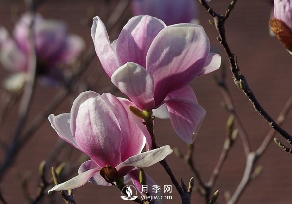 如何區(qū)分廣玉蘭、白玉蘭和二喬玉蘭？(圖3)