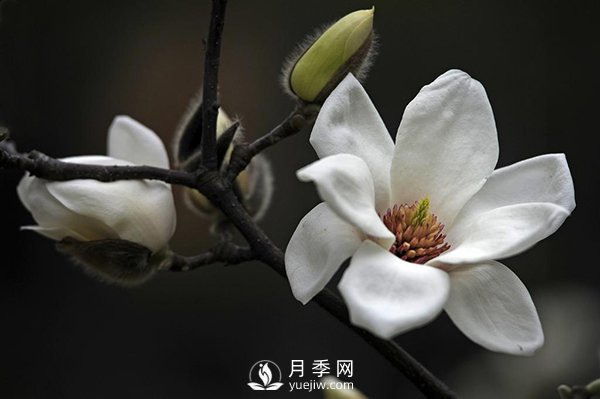如何區(qū)分廣玉蘭、白玉蘭和二喬玉蘭？(圖2)