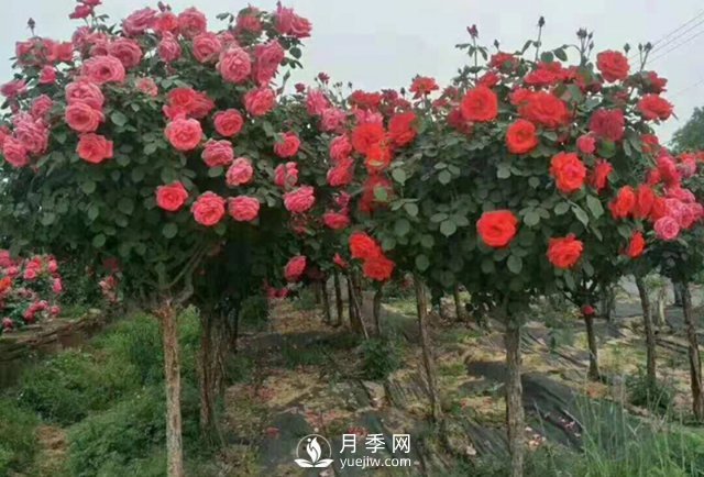 冬天如何來管理月季？(圖1)