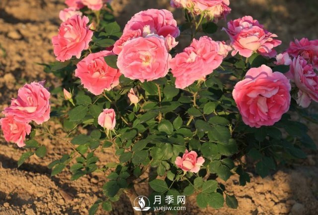 移植月季需要特別注意什么？(圖1)