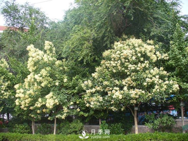如何讓河南大葉女貞生長的更加優(yōu)質(zhì)？(圖1)