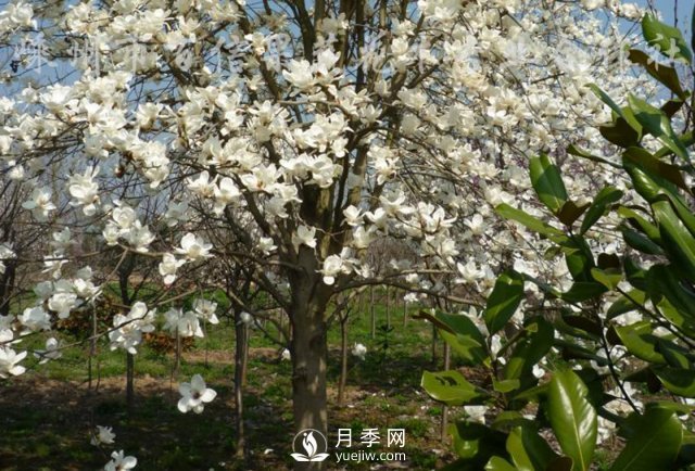 白玉蘭不僅“顏值”高，而且生態(tài)功能強大！(圖1)