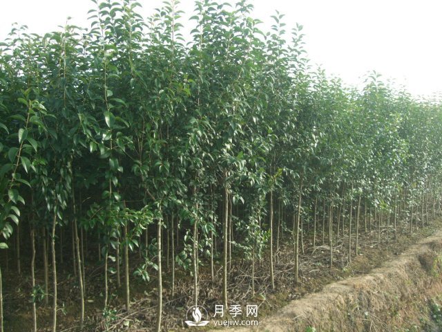大葉女貞一般預(yù)防凍害的措施主要有八個(gè)點(diǎn)(圖1)