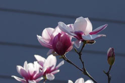 紅玉蘭的生態(tài)習性(圖1)