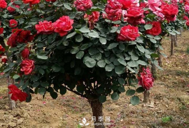 南陽月季種植的條件主要有哪些？(圖1)