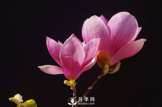 紅玉蘭花寓意是什么？(圖1)
