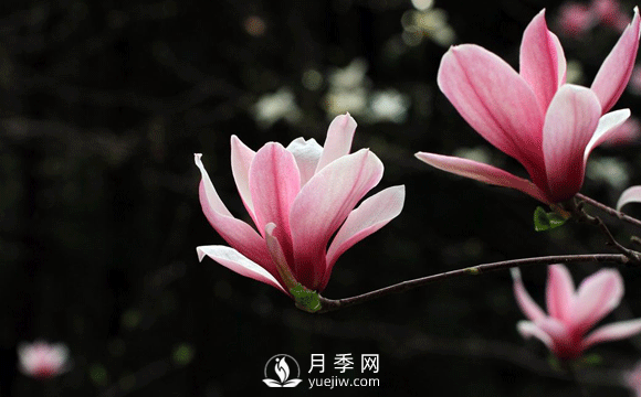 紅玉蘭，紫玉蘭，廣玉蘭嫁接培育主要注意一下四點(diǎn)：(圖1)