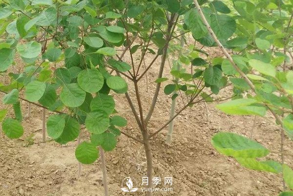 黃櫨樹白粉病癥狀是怎樣的？(圖1)