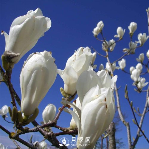 怎樣能讓河南白玉蘭提前開花？(圖1)
