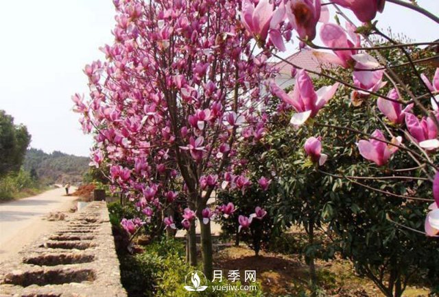怎樣防治治療紅玉蘭大班病害？(圖1)