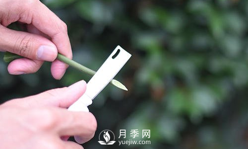 休眠期對(duì)枝條進(jìn)行短剪促使春季抽生出粗壯枝條(圖1)