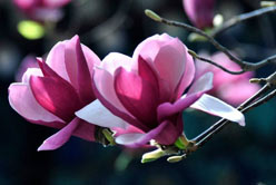 玉蘭花開報春光——南陽玉蘭苗木種植(圖1)