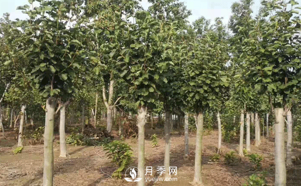8-15公分紅白黃玉蘭量大，還有嬌紅一號，需要的朋友趕快聯(lián)系哦(圖1)