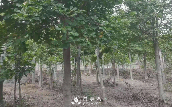 8-15公分紅白黃玉蘭量大，還有嬌紅一號，需要的朋友趕快聯(lián)系哦(圖4)