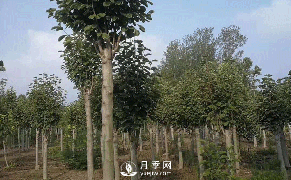 8-15公分紅白黃玉蘭量大，還有嬌紅一號，需要的朋友趕快聯(lián)系哦(圖3)