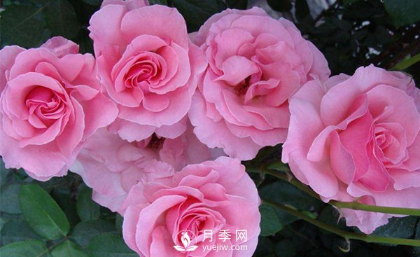 溫室月季小苗種植需要注意哪些事項？(圖1)