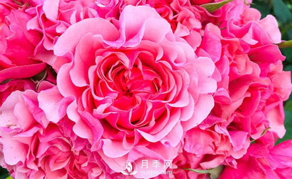 入冬了樹(shù)狀月季花該怎么修剪？(圖1)