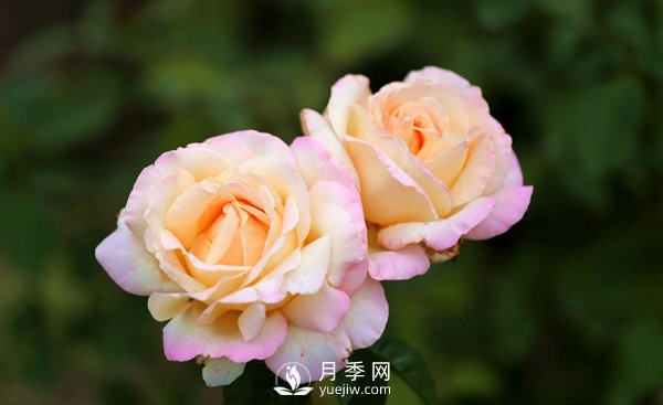大花月季花扦插方法，用杯子給月季扦插方法(圖1)