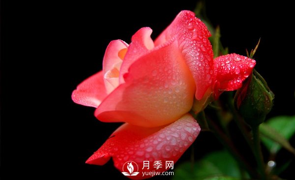 大花月季苗嫁接時注意事項哪些問題？(圖1)