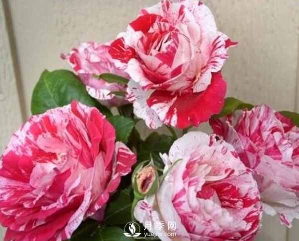 月季種植期的養(yǎng)護(hù)，和玫瑰的方法一樣嗎？(圖1)