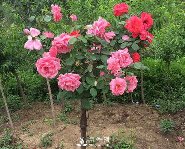 多色樹(shù)狀月季，在嫁接時(shí)候要注意的小細(xì)節(jié)(圖1)