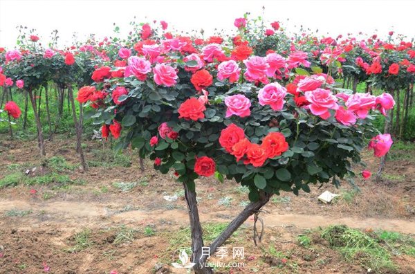樹狀月季花都能有什么樹的樹樁可以來嫁接？(圖1)