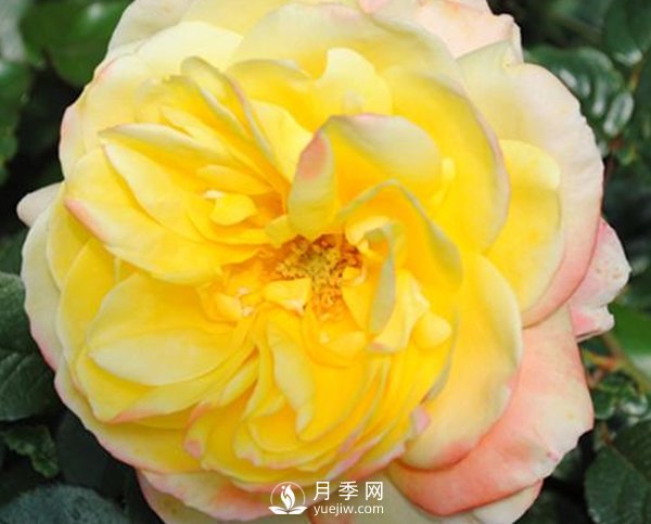 南陽月季苗長(zhǎng)的慢是怎么回事？(圖1)