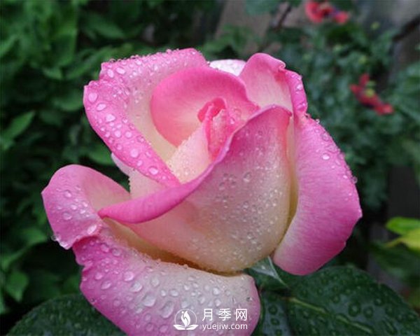 月季的物種歷史是怎樣的？(圖1)