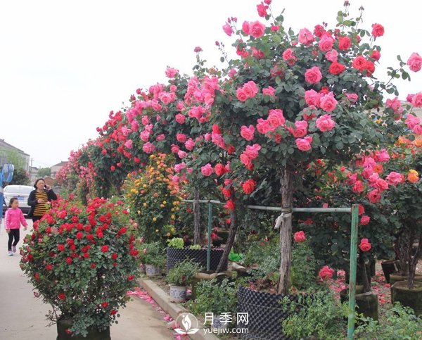 南陽樹狀月季冬季長小芽要怎么辦？(圖1)
