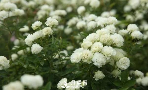 怎樣防治南陽(yáng)月季黑斑病病害？(圖1)