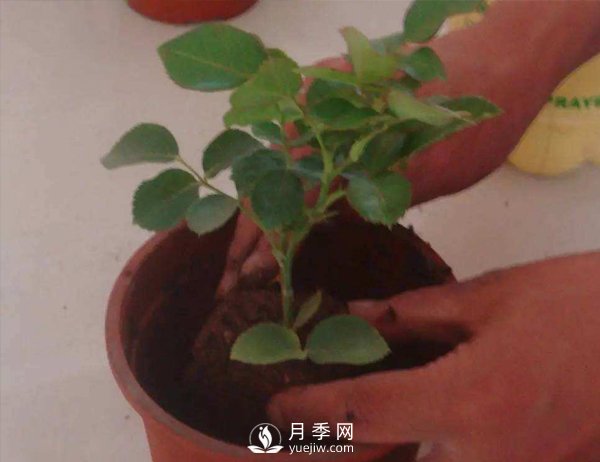 月季休眠期，南陽月季種植基地是怎樣修剪的？(圖1)