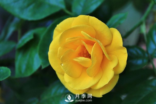 怎樣能使南陽盆栽月季花期長、開大花？(圖1)