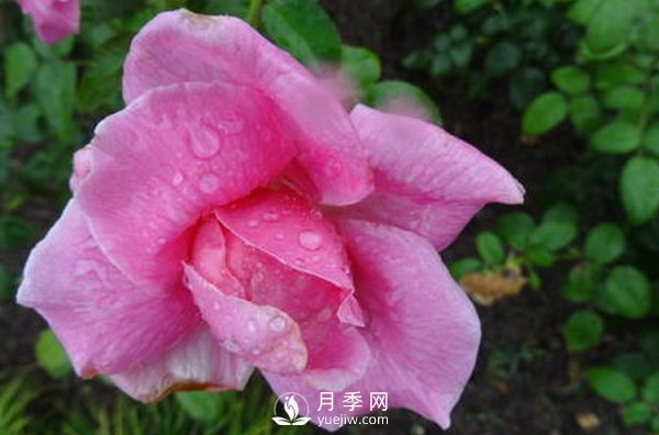南陽月季花想長得好看，要學(xué)會(huì)的小技巧(圖1)